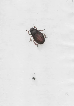Antique Beetle Handcolored Engraving