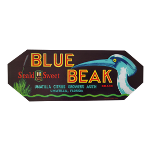 1930s Blue Beak Citrus Crate Label of Umatilla, Florida
