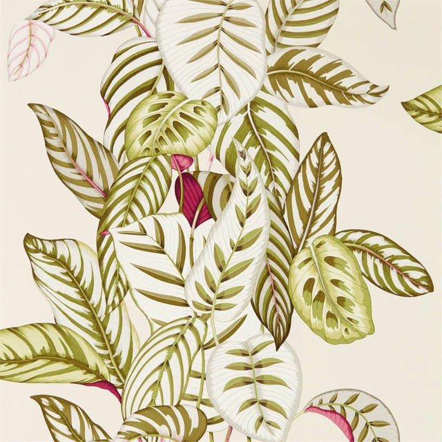 Sanderson Calathea Wallpaper in Olive - a Sample For Sale