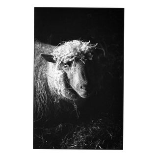 Paul Cooklin, Ewe in Barn, Silver Gelatin Photograph, Edition 3/10 For Sale