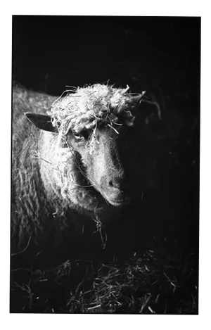 Paul Cooklin, Ewe in Barn, Silver Gelatin Photograph, Edition 3/10