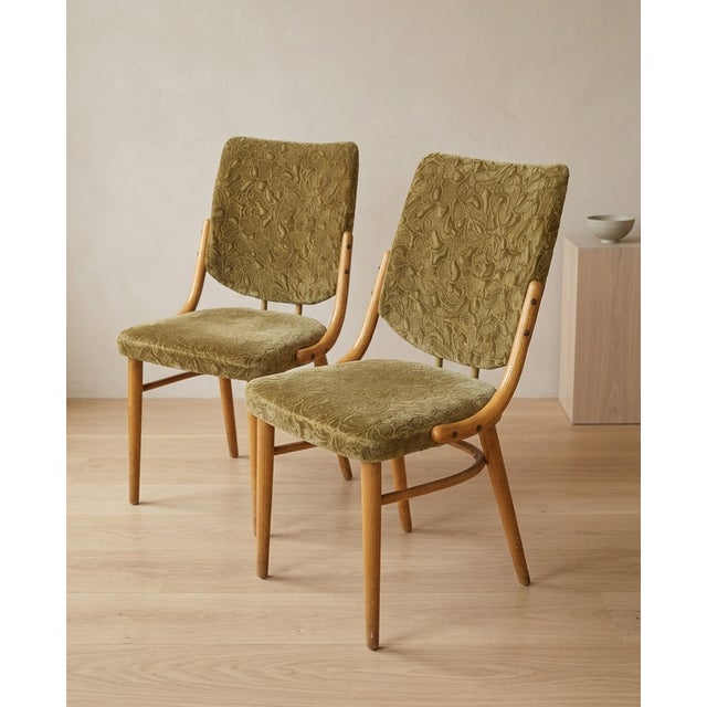 Wood Bentwood Dining Chairs in Beechwood & Olive Velour from TON, Czechoslovakia, 1970s, Set of 4 For Sale - Image 7 of 9