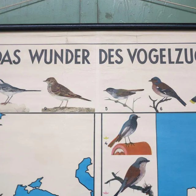 Mid-Century Modern School Teaching Map of Birds from Verlag Jaeger Darmstadt, 1950s For Sale - Image 3 of 10