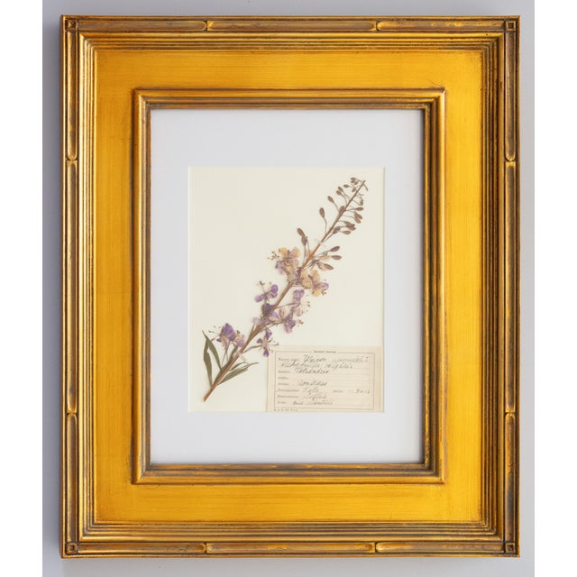 Custom Framed Vintage Finnish Herbarium Botanical Specimens, Set of Four For Sale - Image 4 of 16