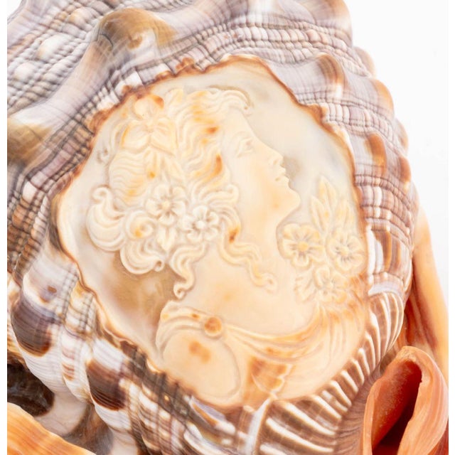 Victorian Italian Cameo Carved Conch Shell For Sale - Image 3 of 10