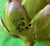 Katherine Houston Porcelain Artichoke For Sale - Image 4 of 9