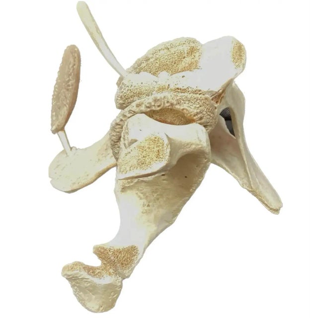 Inuit Fossilized Whale Bone Sculpture #12 For Sale - Image 4 of 9