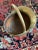 Antique English Brass Fireplace Coal Scuttle Bucket For Sale - Image 4 of 9