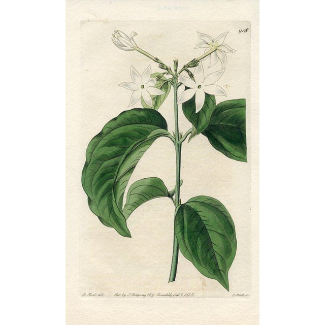 Original early-1800s hand colored engraving that appeared in "The Botanical Register", a British horticultural journal...
