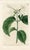 Original early-1800s hand colored engraving that appeared in "The Botanical Register", a British horticultural journal...