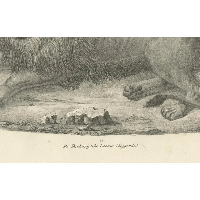 Barbary Lion, 1836, Lithograph For Sale - Image 3 of 10