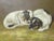 Antique English Painting of Jack Russell Puppies at Play For Sale In San Francisco - Image 6 of 16