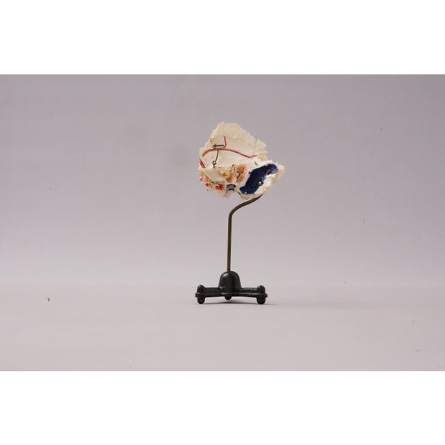 Medical Ear Recreation Object, 1900s For Sale - Image 5 of 12