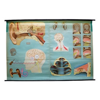 Sense of Hearing and Balance Equilibrum Wall Chart Medical Poster For Sale