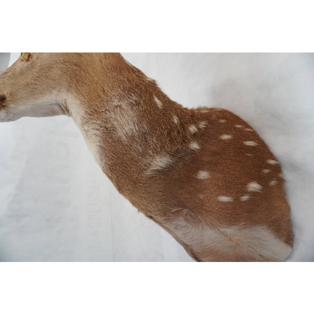 Spotted Deer Head & Bust Mount For Sale - Image 13 of 15
