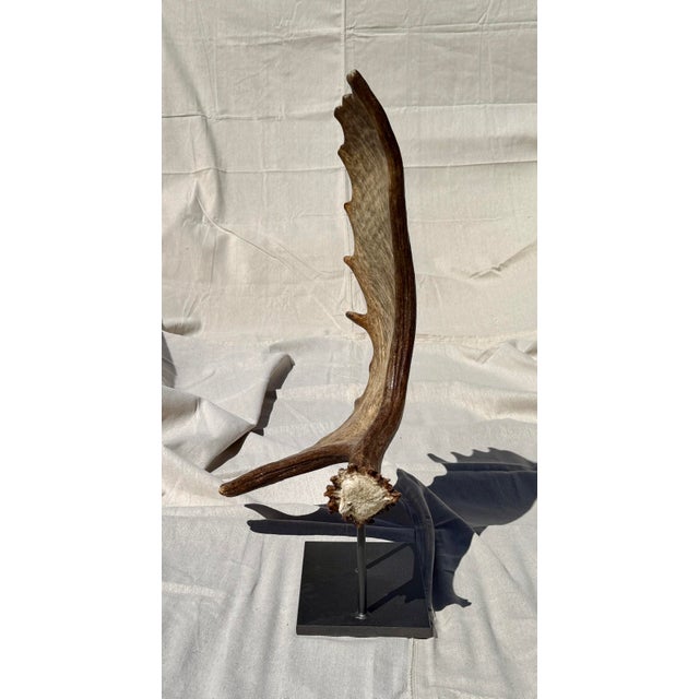 2020s Large Mounted Moose Paddle/Antler For Sale - Image 5 of 9