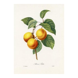 1960s, Apricot Print by Pierre Redoute, Original Antique Fruit Print For Sale