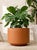 A generously scaled vintage planter with a clean cylindrical silhouette and warm terracotta-toned finish. The simple,...