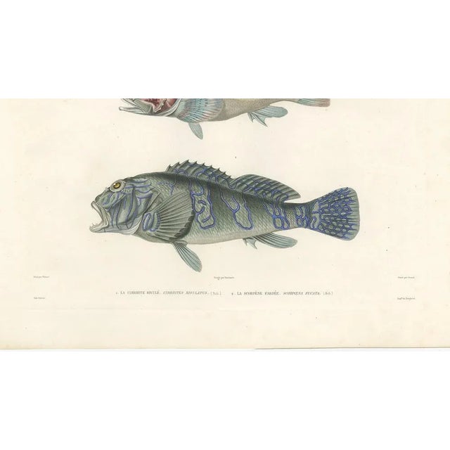 Museum-Quality Illustration of Pacific Fish, 1846, Paper For Sale - Image 4 of 12