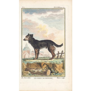 1758 Buffon Dog Engraving "Le Chien De Berger" (The Sheepdog) For Sale