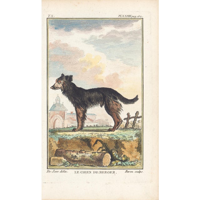 1758 Buffon Dog Engraving "Le Chien De Berger" (The Sheepdog) For Sale