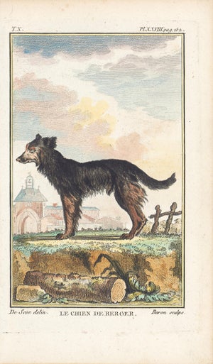 1758 Buffon Dog Engraving "Le Chien De Berger" (The Sheepdog)