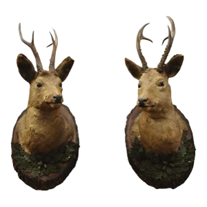 Vintage Taxidermy Deer Shoulder Mount Wall Decor With Metal Leaves (R&l) - a Pair