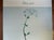 Printmaking Materials Vintage 1988 Georgia O'Keeffe "Pansy, 1926" Brooklyn Museum Large Format Exhibition Poster For Sale - Image 7 of 12
