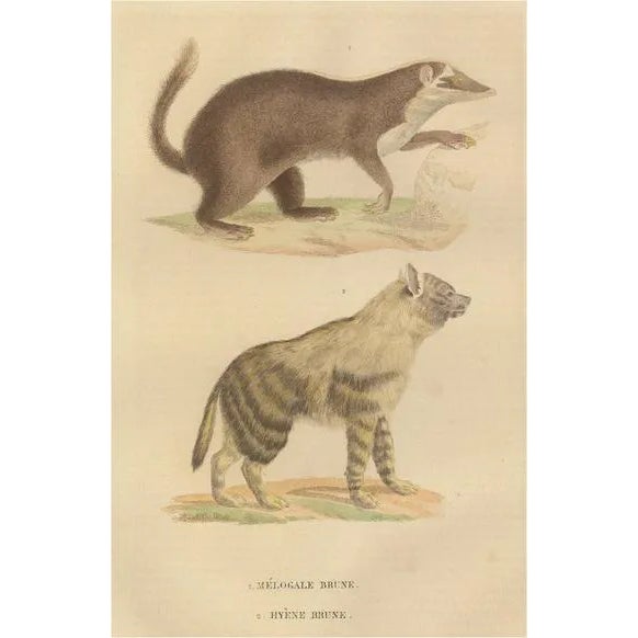 The Brown-Tailed Mongoose and the Brown Hyena, 1845, Paper For Sale