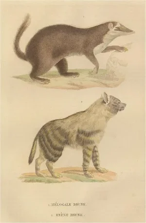 The Brown-Tailed Mongoose and the Brown Hyena, 1845, Paper