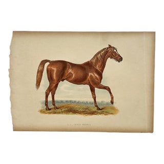 Antique Lithograph “George Frederick” With Lineage Chart, 19th Century For Sale