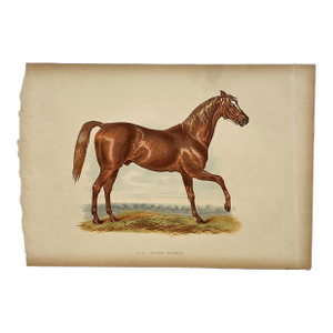 Antique Lithograph “George Frederick” With Lineage Chart, 19th Century