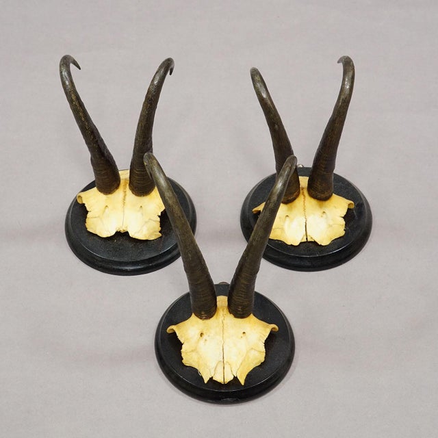 1900 - 1909 Antique Set of Six Chamois Trophies on Turned Plaques, Germany Ca. 1900 For Sale - Image 5 of 7