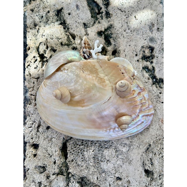 2020s CSS Small Seashell Catchall For Sale - Image 5 of 5