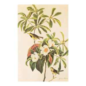 1966 Vintage Cottage Print "Gardenia & Bachman's Warbler" After John James Audubon
