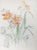 Lilies and Daisies, Carl Bergman For Sale - Image 4 of 4