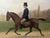 Victorian 1887 Victorian Equestrian Portrait of a Gentleman & Bay Horse in Hyde Park For Sale - Image 3 of 18