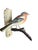 Wood carved bird from Austria. A form of folk art called viechtau.