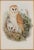 This is a framed original 19th century hand-colored folio-sized lithograph entitled “Strix Flammea” (Barn Owl) by John...