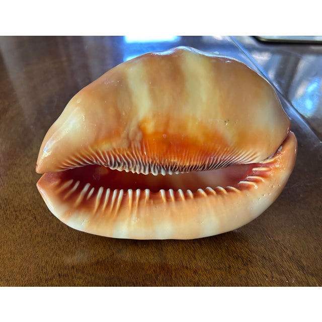 Hand Carved Pompeii Conch Shell For Sale - Image 4 of 5