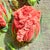 Textile 3d Rose Stumpwork Embroidery Art, Framed Botanical Sculpture, Handmade Floral Wall Decor For Sale - Image 7 of 15
