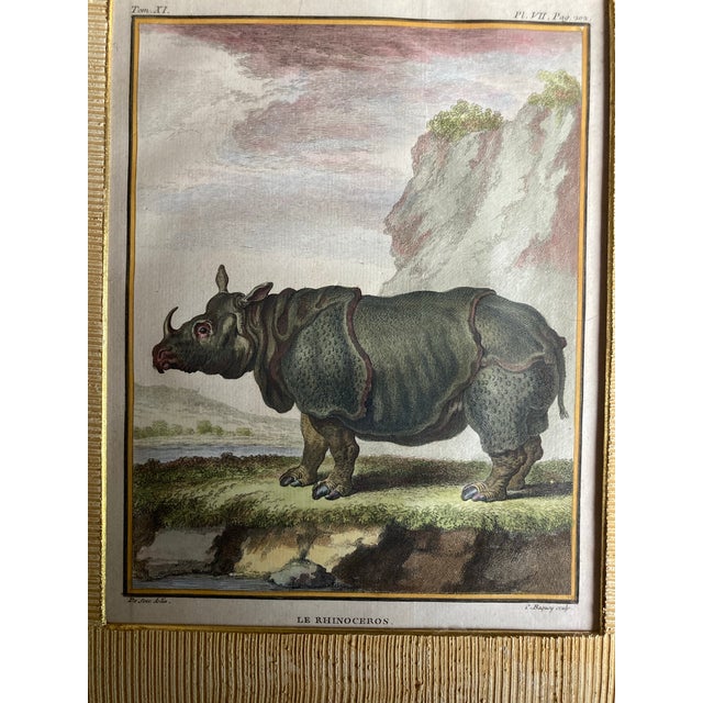 Paper Set of Four Authentic 19th Century Buffon Color Engravings in Corrugated Gold Gesso Mattings. For Sale - Image 7 of 11