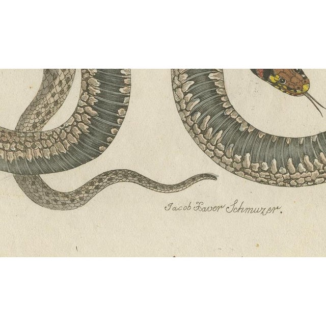 19th Century Bertuch, Two Snakes with Bold Head Markings, 1805, Print For Sale - Image 5 of 12