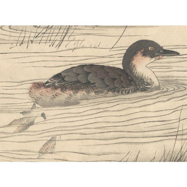Imao Keinen, Little Grebe from Keinen Kacho Gafu, 1892, Woodblock Print For Sale - Image 3 of 13