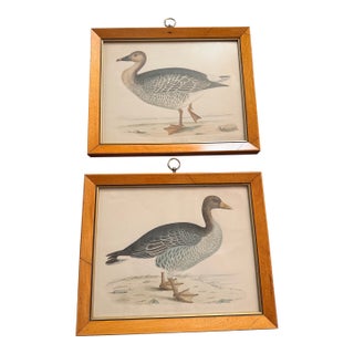 Antique Beverly Morris Original Bean Goose & Grey Lag Goose Framed Prints c.1855 - Set of 2 For Sale