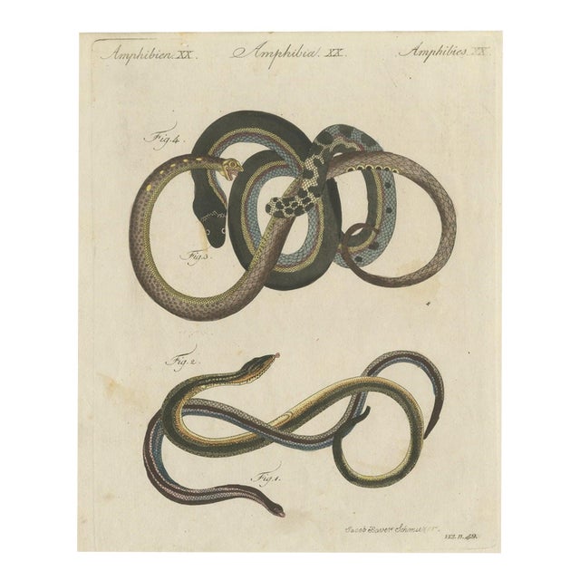 Bertuch, Four Snakes in Colourful Coils, 1805, Print For Sale