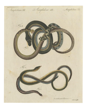 Bertuch, Four Snakes in Colourful Coils, 1805, Print