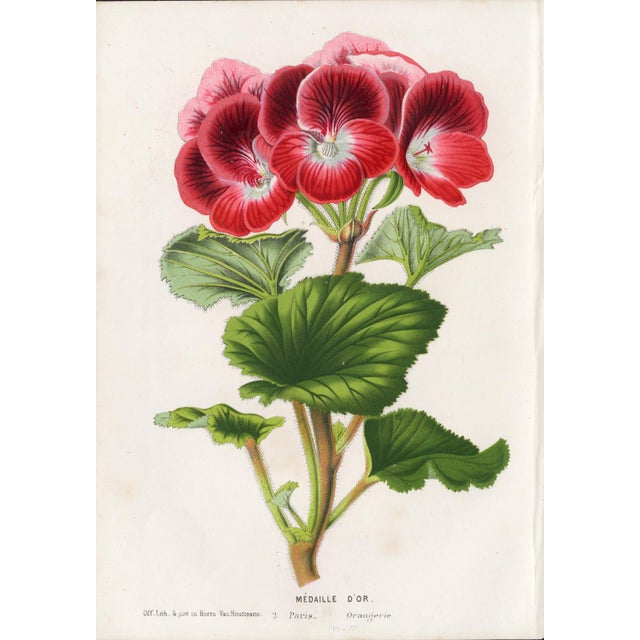 14 Van Houtte Botanicals! Hand Color c.1853 Set A For Sale - Image 15 of 15