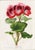 14 Van Houtte Botanicals! Hand Color c.1853 Set A For Sale - Image 15 of 15