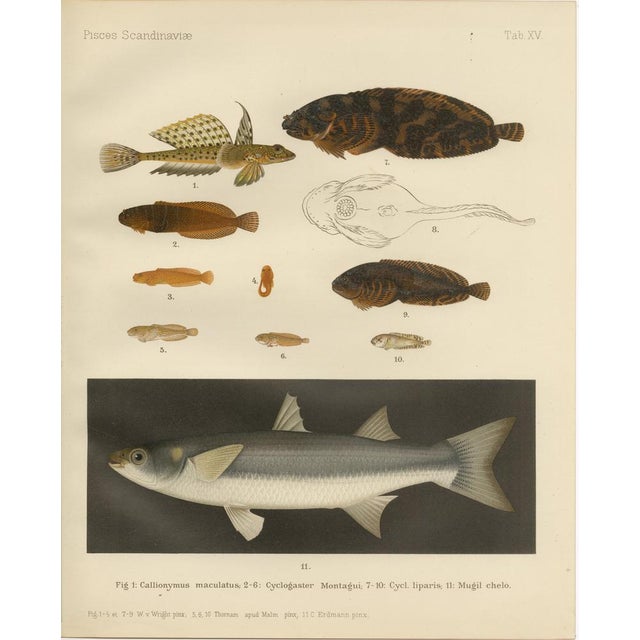Spotted Dragonet, Montagu’s Sucker, Liparis, and Thicklip Grey Mullet - Stunning Scandinavian Fish Lithograph This...